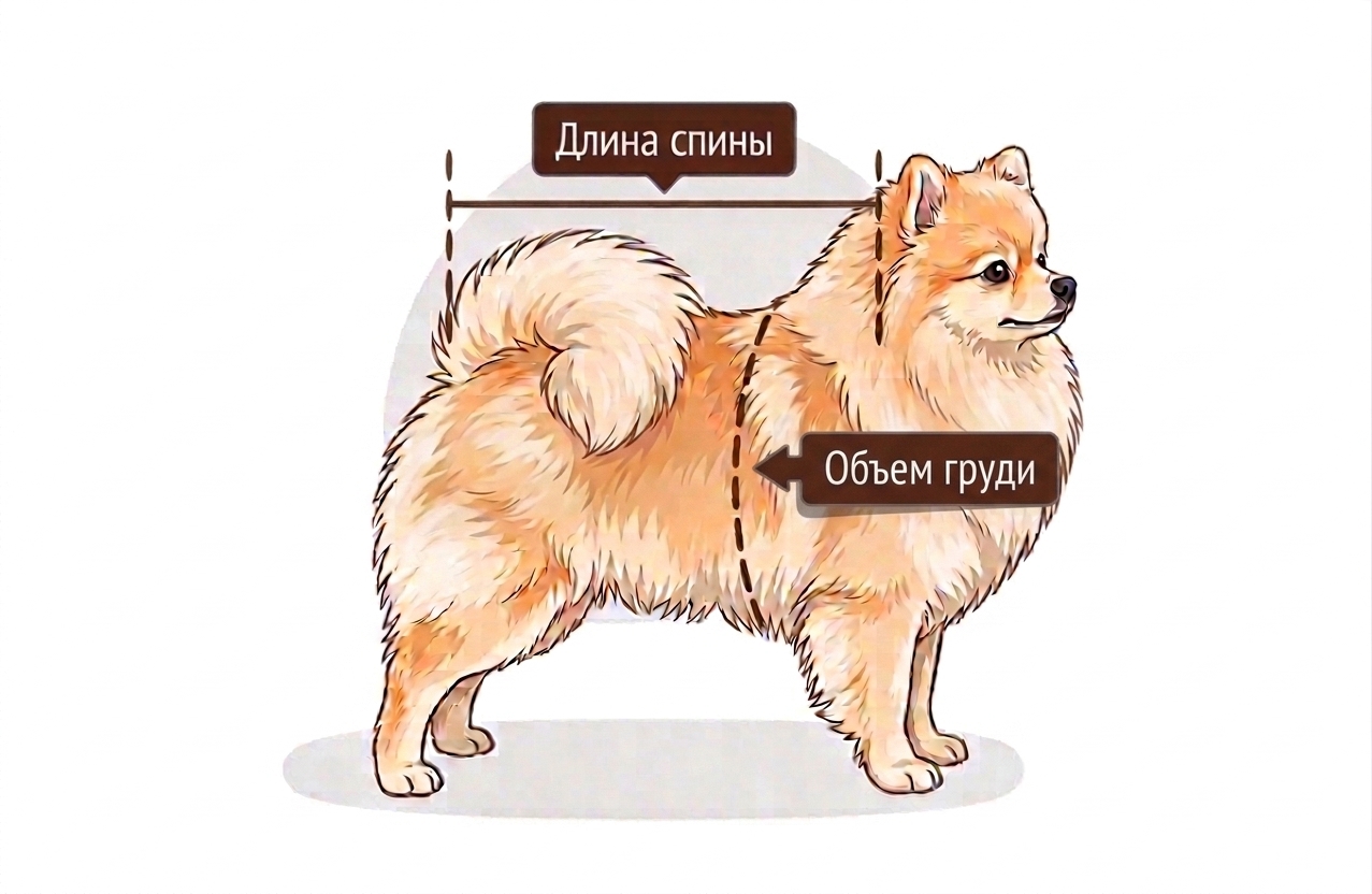 Схема замеров собаки: длина спины и объём груди